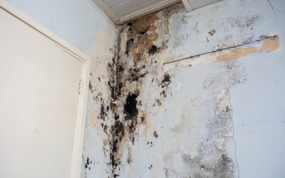 Mold and Mildew Damage