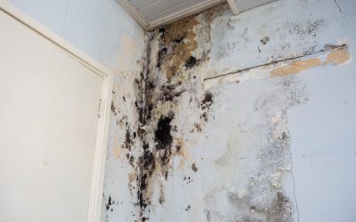 Navigating Mold and Mildew Damage: Understanding, Prevention, and Solutions